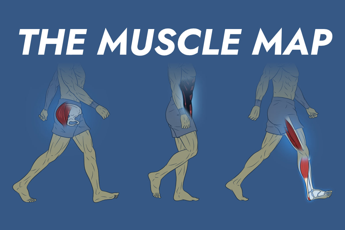 the-muscle-map