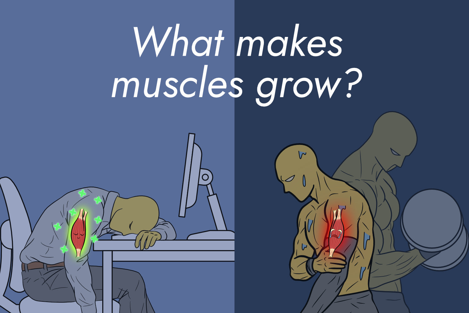 major-muscle-groups-what-they-are-and-what-they-actually-do